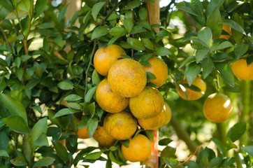 Ripe shogun orange hanging on tree. tangerine fruit