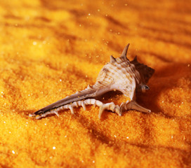 Seashells on the sand, nature.