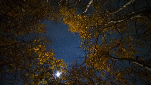 MoCo Pan Astro Timelapse Low Angle of Moonlit Fall Foliage