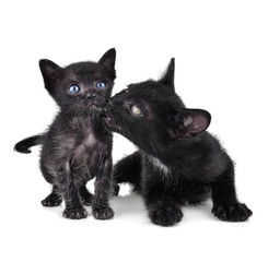 Black kitten isolated on white background.