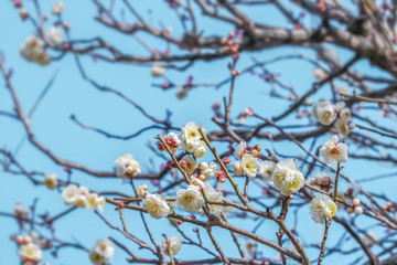 梅の花