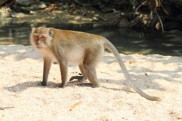 Wild monkey on sand