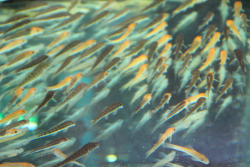 Peeling fish in aquarium