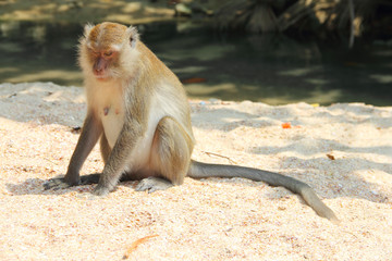 Wild monkey on sand