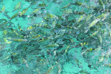 Tropical Fish in water