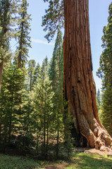 Fototapeta premium Giant trees in Sequoia National Park, California