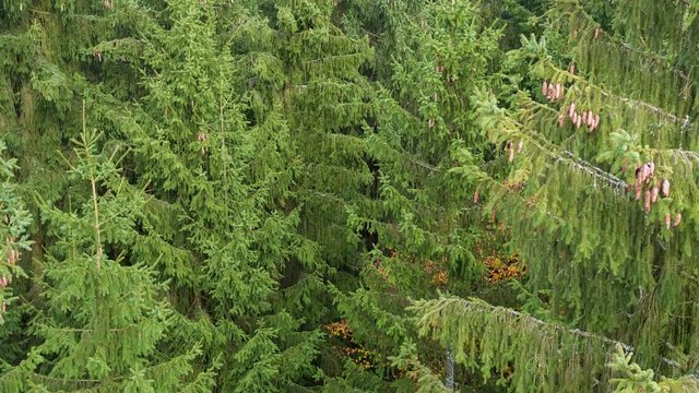 Forest moving camera