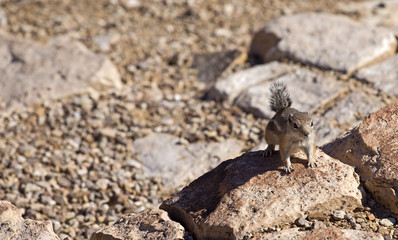 Little squirrel on Grand Canyon mountain