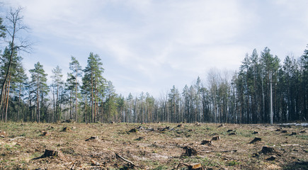 Pine forest being cut down turning into a dry lifeless field © anastasianess