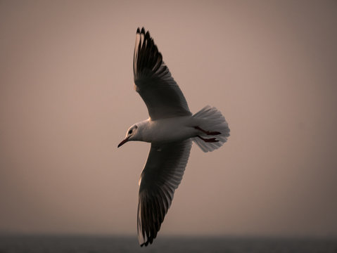 One seagull bird flying by the sea