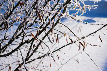 Winter landscape with twigs of shrubs in frost close up