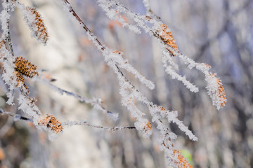 Winter landscape with twigs of shrubs in frost close up