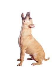 staffordshire terrier howl