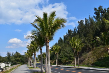 Fototapeta na wymiar 沖縄の木