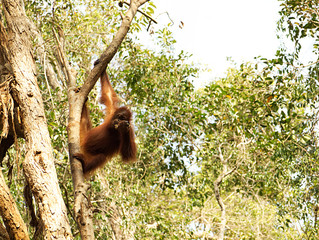 Baby Orang Utan im Baum