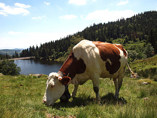 Grasende Milchkuh vor Bergsee