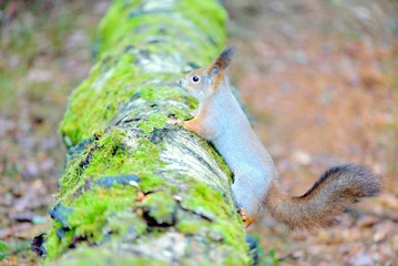 Cute squirrel with winter fur on tree trunk
