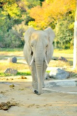African elephant viewed from the front walking towards the camera