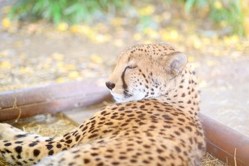 Sleeping cheetah laying on the ground