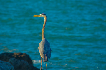 A Blue Heron fishing near the Gulf of Mexico.