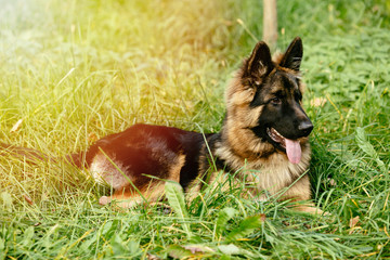 Beautiful German Shepherd lying on grass
