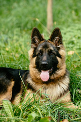Portrait of German Shepherd lying on grass in park