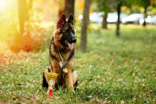 Champion German Shepherd sits on grass with golden cup and medals around his neck after winning the dog show Stock Photo | Adobe Stock Champion German Shepherd sits on grass with golden cup and medals around his neck after winning the dog show Stock Photo | Adobe Stock