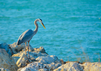 A Blue Heron fishing near the Gulf of Mexico.