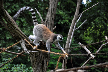 Small lemur on a rope in Zoo