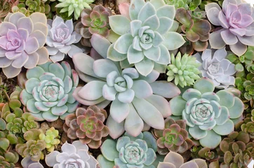 Foto op Plexiglas Groep cactus in een pot © joloei