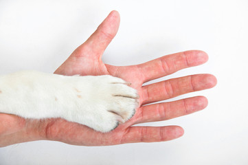 dog paw and the hand of man