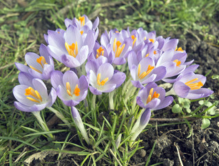 Crocus Flowers In Spring Bloom