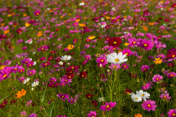 Beautiful multicolored flowers field, romantic flower background and wallpaper, enchanting and charming environment made of flowers using a palette of pastel colors creating a fresh and pretty impact 