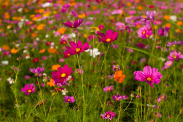 Beautiful multicolored flowers field, romantic flower background and wallpaper, enchanting and charming environment made of flowers using a palette of pastel colors creating a fresh and pretty impact 