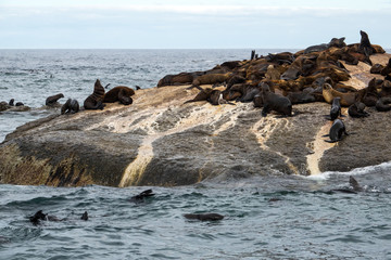 Fur seals (Arctocephalus pusillus) at Seal Island, Hout Bay, South Africa