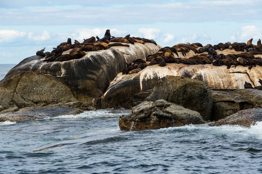 Cape Fur Seals (Arctocephalus pusillus) at Seal Island, South Africa
