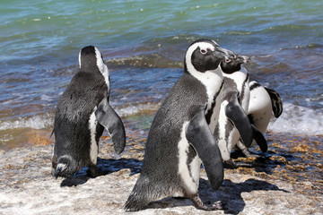 Naklejka premium penguins on a sunny ocean beach in africa