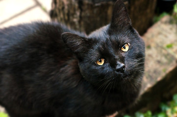 black cat looked from the bottom up