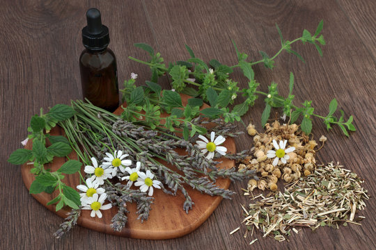 Calming Herb Selection. Calming and sleeping herb selection of chamomile, lavender, lemon balm and skullcap used in natural herbal medicine with essential oil bottle on oak background.