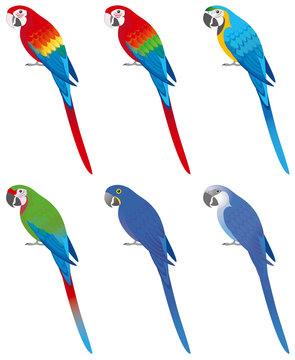 コンゴウインコ