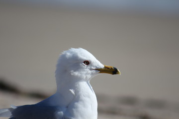 Seagull