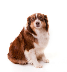 chien berger australien femelle