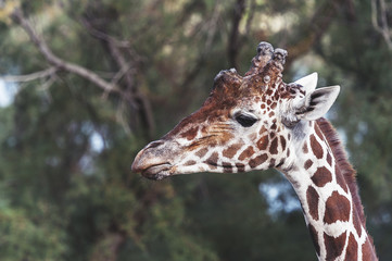 Girafe