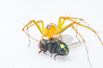 Yellow female Lean lynx spider, Oxyopes macilentus (Family: Araneae, subfamily: Oxyopidea) eating a Common green bottle fly, (Lucilia sericata) isolated with white background, predator and prey