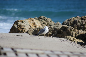 Seagull