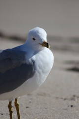Seagull