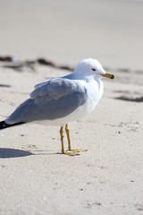 Seagull