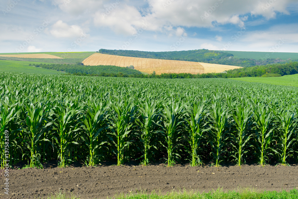 Sticker Corn field in the picturesque hills and white clouds in the sky.