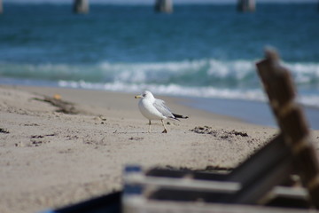 Seagull