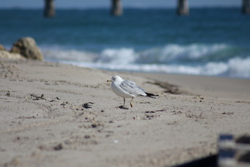 Seagull